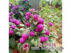 千日红价格 山东千日红钵苗 青州泽鑫花卉 千日红草花苗大量图1