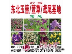 东北鸢尾苗/各种鸢尾钵苗供应/造景鸢尾小苗/辽宁鞍山鸢尾基地图1