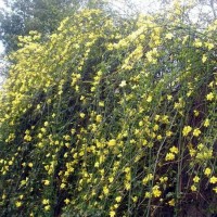 连翘花苗