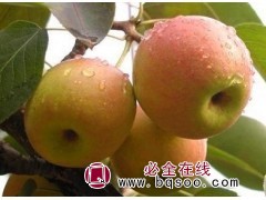 乡村绿化果树价格 建明苗木 苹果梨价格 南果梨价格 南国梨苗图1