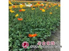 虞美人 冰岛虞美人批发 山东虞美人小苗 潍坊众邦园林 虞美人图1