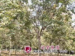 栾树