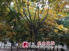 栾树