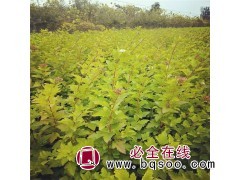 金叶枫箱果苗图1