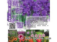 鞍山宿根花卉批发-鞍山宿根花卉-城西花圃专营各种宿根花卉钵苗图1