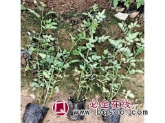 山东蔷薇花蔷薇苗@蔷薇花苗价格 红黄白花蔷薇蔷薇花苗产地图1