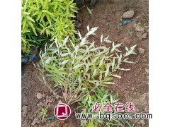 山东金叶莸报价 基地种植金叶莸 优价出售 好全花卉专营绿化苗图1