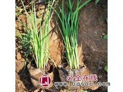 青州马兰苗 马兰成品苗 木森林苗木 马兰小苗批发 黄楼花卉苗图1