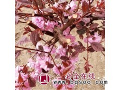 重瓣榆叶梅 红叶榆叶梅规格齐全 开原景林苗圃 红叶榆叶梅图1