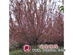 日本晚樱_杉缘园林_日本晚樱10公分价格_江苏晚樱基地 晚樱图1