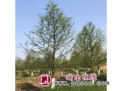 中山杉图1