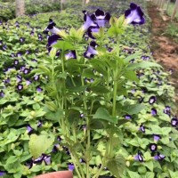 夏堇苗 蝴蝶花 夏堇花苗基地 承玉花卉苗木 山东夏堇钵苗价格