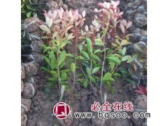 批红叶石楠大小杯苗，各种规格红叶石楠球 红叶石楠苗 广运园林图1