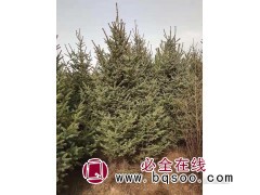 云杉图1