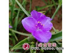 紫露草价格 时令草花批发 山东紫露草苗 好全花卉宿根花卉基地图1