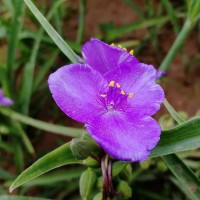 紫露草价格 时令草花批发 山东紫露草苗 好全花卉宿根花卉基地