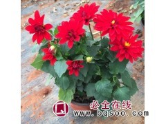 小丽花 青州诚诺花卉 常年供应时令宿根花卉草花 小丽花盆栽图1