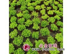 佛甲草盆栽 金叶佛甲草 园林风景绿化 适应性较好 诚诺花卉 青州草花基地图1