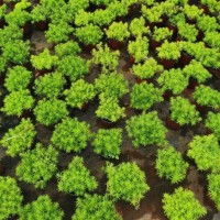 佛甲草盆栽 金叶佛甲草 园林风景绿化 适应性较好 诚诺花卉 青州草花基地