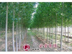 供应意杨 意杨 速生杨树苗 意杨枝条 山东意杨苗 荣圣银杏图1