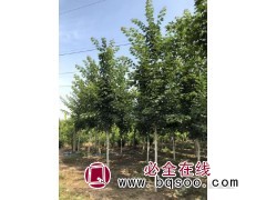 美国元宝枫图1