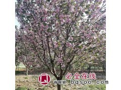 大型北美海棠_河北北美海棠基地-500亩北美海棠-绿泽农场图1
