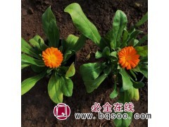 金盏菊价格-草花钵苗低价_青州金盏菊钵苗-金盏菊-先科花卉图1