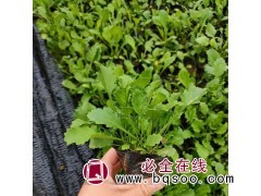 大滨菊钵苗图1