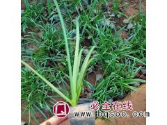 石蒜苗 红花石蒜 黄花石蒜批发价 湖北石蒜苗供应 聚林农业图1