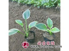 金边玉簪多年生草花 金边玉簪批发基地 宏运花卉 鞍山花卉苗图1