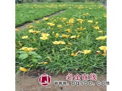 金娃娃萱草杯苗 金娃娃萱草苗价格 好全花卉各种地被宿根植物图1