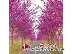 丛生巨紫荆产地 巨紫荆价格 巨紫荆 邳州巨紫荆价格 京鲁苗圃图1