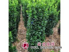 大叶黄杨柱规格齐全 黄杨柱_大叶黄杨柱_黄杨柱_四季春苗圃图1