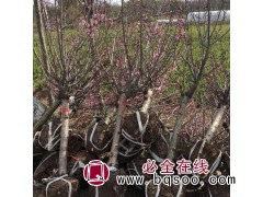 大量供应美人梅成活率高_生长速度快_园野苗木-美人梅基地图1