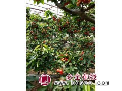 砂蜜豆樱桃苗出售 砂蜜豆樱桃苗产量高 现货供应 建明苗木图1