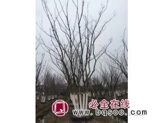 基地种植丛生朴树价 造型丛生朴树 五杆丛生朴树 尚林银杏图1