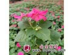 山东草花基地 非洲凤仙杯苗产地 盆栽非洲凤仙工程苗 众邦园林图1