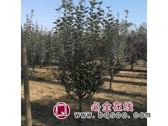批发西府海棠小苗 西府海棠苗价格 大量出售西府海棠 兴华苗圃图1