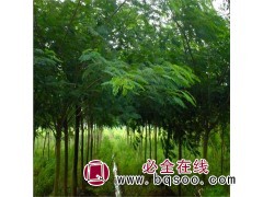 合欢树小苗_合欢树价格_合欢树批发，山东苗木 丰汇苗木图1