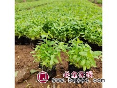 千屈菜杯苗 千屈菜草花基地 山东千屈菜采购价格 承玉花卉图1
