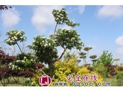 10公分精品山楂树价格 沈阳山楂树 山楂树造型树 宋式园林图1