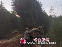 白皮松