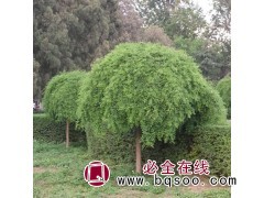 嫁接龙抓槐 行道造型树龙爪槐苗 河北龙抓槐@皓轩苗木图1