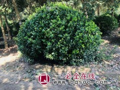 江苏千亩大叶黄杨球 低价处理 黄杨球价格 茂泽苗圃 黄杨球图1