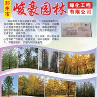 邳州峻豪园林专营各种规格银杏树、银杏行道树、银杏绿化树
