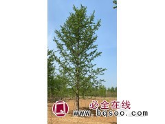 银杏树,邳州银杏基地,邳州银杏价格,银杏绿化树 峻豪园林图2