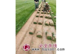 草坪多少钱多少钱?到裕民草坪_千亩草坪基地批发价 结缕草批发图1
