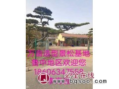 万亩造型景松基地 济南造型松价格 造型松 山东景观松大树价格图1