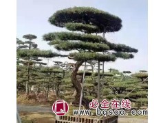 造型黑松_造型油松_景观松_济南市菲凡园林景观有限公司图1