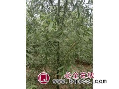 柳树多钱一棵_现场看苗起苗3-15公分_成活极高 锦程苗圃图1